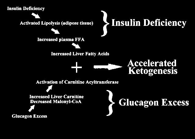 ACIDOZE METABOLICE CU DEFICIT ANIONIC CRESCUT CETOACIDOZA