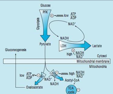 ACIDOZE METABOLICE CU DEFICIT ANIONIC CRESCUT ACIDOZELE LACTICE tip A În acidoza lactică de tip A: raportul NADH / NAD este crescut; raportul AL/AP este mult crescut (peste 10:1) cea mai mare parte