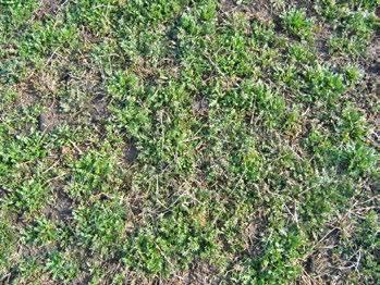 BASF Informator MART 2015. 10 PRAVO VREME ZA PRSKANJE Zaštita lucerke u toku zime i ranog proleća LUCERKA JE NAJZASTUPLJENIJA KRMNA KULTURA KOD NAS.