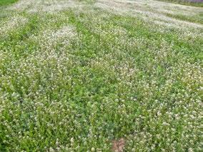 Kako u Srbiji u poslednjih dvadeset godina broj krava opada, tako se i potreba za kvalitetnim senom smanjuje. Pa se tako i smanjuju površine pod lucerkom.