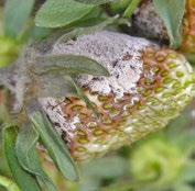Tretiranje se može ponoviti u uslovima neravnomernog (zbog različitih sorata) i sporog (dugog) kretanja vegetacije uslovljenog hladnijim i kišovitim vremenom, kakvo