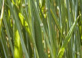 U prodajnoj paleti BASF se nalazi herbicid Lancelot 450WG koji ima odlična herbicidna svojstva što ga čini prestižnim herbicidom na tržištu, između ostalog ga ubrajamo u najkompletnije herbicide u
