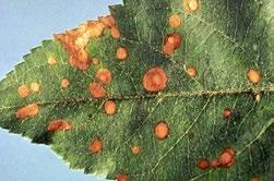 kg/ha Najviše 3 x u sezoni 7 dana Dobro sačuvane jabuke po izlasku iz hladnjače Naravno, Bellis nije čarobni štapić, potrebna je dobra zaštita u vegetaciji, optimalna ishrana i pravi momenat berbe da