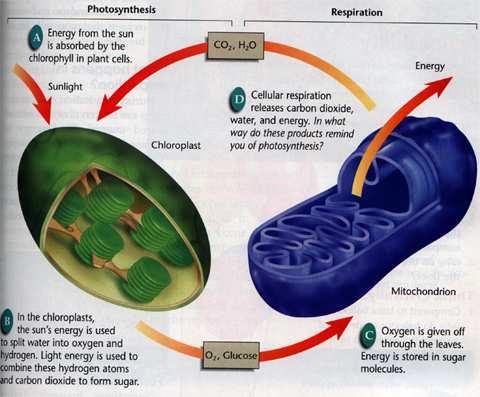 Energija Mitohondrija Ćelijsko disanje: U hloroplastima se svetlosna energija koristi za oksidaciju vode (nastanak O 2 ), a H + i CO