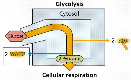 G l i k o l i z a Odvija se u citoplazmi.