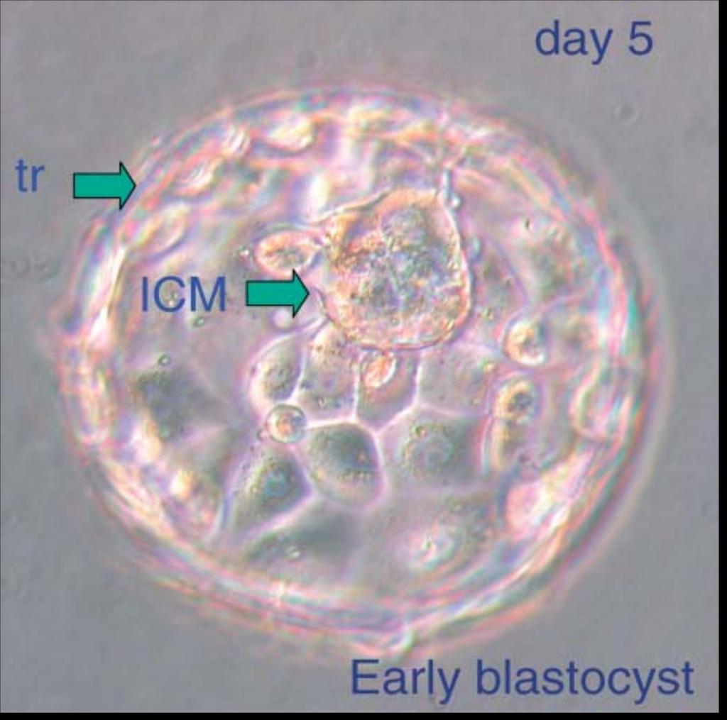 Η βλαστοκύστη αποτελεί την πηγή για την απομόνωση των πολυδύναμων εμβρυονικών κυττάρων