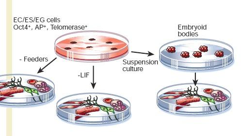 Διαφοροποίηση in vitro Αφαίρεση LIF/feeder