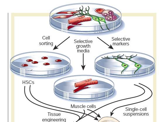 Στοχευμένη διαφοροποίηση και απομόνωση ομοιογενών κυτταρικών