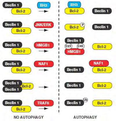 Εικόνα 3.3: Ρύθμιση της διάσπασης Beclin 1 και Bcl-2 