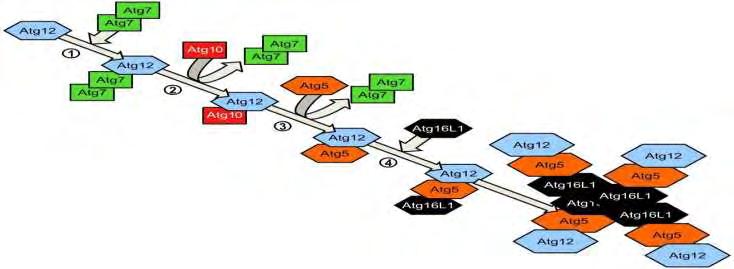 Η Atg12 ενεργοποιείται από ένα E1-like ένζυμο Atg7 και μεταφέρεται στο Ε2- like ένζυμο Atg10 και συζευγνύεται με Atg5 για να σχηματίσει ένα πρόδρομο αυτοφαγόσωμα (εικόνα 3.4).