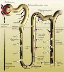 Elemente de fiziologie a rinichiului Filtrarea glomerulara Formarea a aproximativ 180 L de filtrat glomerular zilnic Reabsorbtia Are loc pe toata lungimea