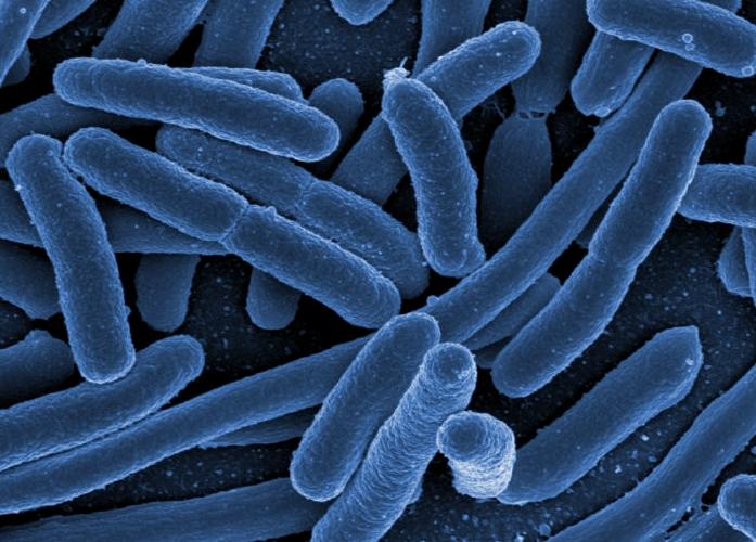 Βακτήρια Escherichia coli ζουν στο έντερο φυσιολογική μικροχλωρίδα για τον άνθρωπο άν: μικρό αριθμό δε μεταναστεύουν σε άλλους ιστούς και όργανα.