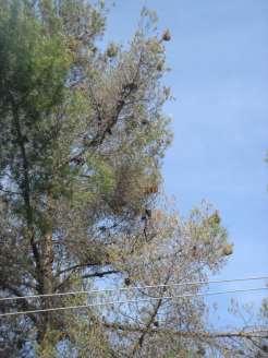 μεγαλύτερο κίνδυνο από άλλες δευτερογενείς προσβολές, μεταξύ των οποίων σημαντική θέση κατέχουν τα φλοιοφάγα έντομα. 4.