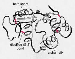 Sekundarna struktura proteina Alfa heliks Beta ravan Tercijerna struktura Sekundarna strukturauredjenje aminokiselina u lokalizovanom regionu proteinskog molekula, tj.