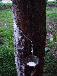 Prirodna guma- poli(izopren) Kaučukovo drvo (Brazil, Indija) Prirodna guma-poliizopren -nema svojstvo elastičnosti.