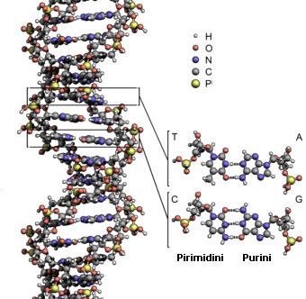 DNK i RNK Svaki DNK molekul se sastoji od dva lanca, uvijena u dvostruki heliks (Watson-Crick model), povezana vodoničnim