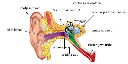 Физиолошке карактеристике звука Звучни талас у ушној шкољки изазива принудне осцилације Оне се преносе преко кошчица (чекић, наковањ и узенгија) Долазе на мембрану која затвара унутрашње ухо које је