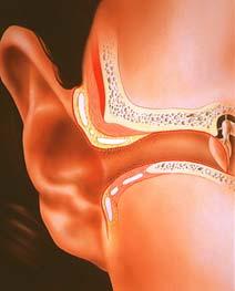 Спољашње уво Спољашњи део спољашњег ува сакупља звукове и усмерава их кроз (сл)ушни канал Слушни канал - ~ 2.