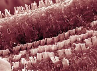 Cochlea cells, SEM Кохлеа Наковањ ствара лонгитудинални талас у течности који се простире кроз канале и преноси до дела где се