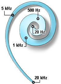 Високе фреквенције побуђују на осциловање ћелије које су близу базе а ниже фреквенције оне које су ближе врху.