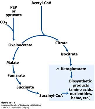 Zašto je oksidacija acetata tako komplicirana? Uloga citratnog ciklusa nije samo oksidacija citrata. Ovaj put je okretište metabolizma.
