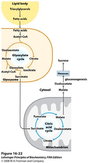 Glioksilatni ciklus U biljkama i nekim bezkralježnjacima kao i u nekim mikroorganizmima acetat može poslužiti za sintezu ugljikohidrata.
