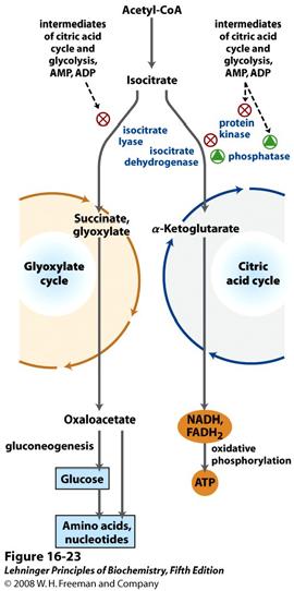 Koordinirana regulacija glioksilatnog i citratnog ciklusa Regulacija aktivnosti izocitrat dehidrogenaze određuje koncentraciju izocitrata u glioksilatnom odnosno citratnom ciklusu.