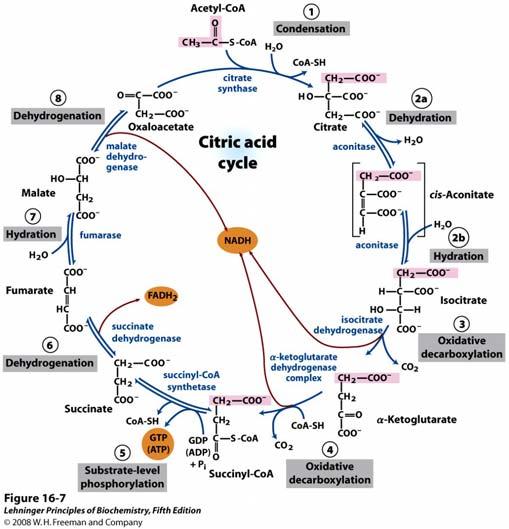 Reakcije citratnog ciklusa Ugljikovi atomi koji su u ciklus ušli kao acetat, iz prvog kruga ciklusa ne izlaze kao CO 2.