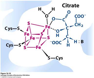 2. Sinteza izocitrata, preko cis-akonitata Reakciju provodi akonitaza (akonitat hidrataza). Ovo je reverzibilna reakcija.