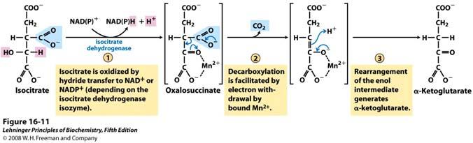 3. Oksidacija izocitrata u α-ketoglutarat i CO 2 provodi izocitrat dehidrogenaza U ovoj reakciji izocitrat gubi jedan ugljik oksidacijskom dekarboksilacijom.