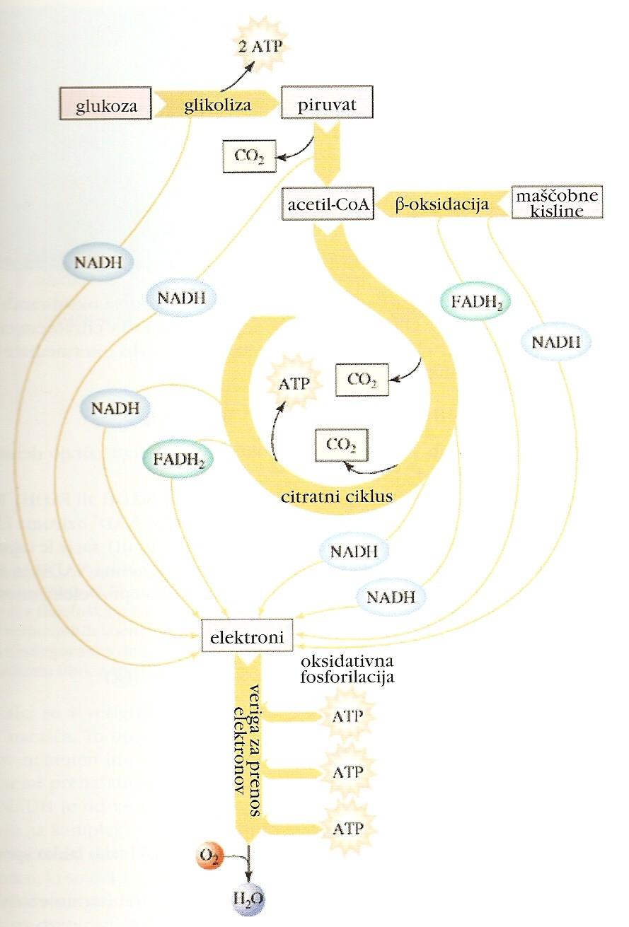 Aerobni metabolizem tretja stopnja metabolizma: prenos elektronov do