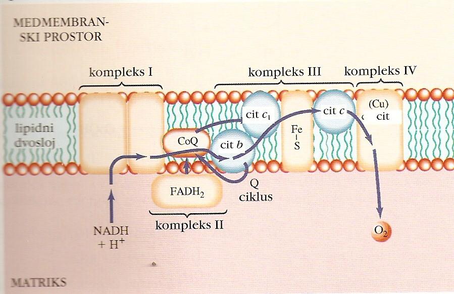 Kompleksa III in IV Kompleks III: iz CoQH2