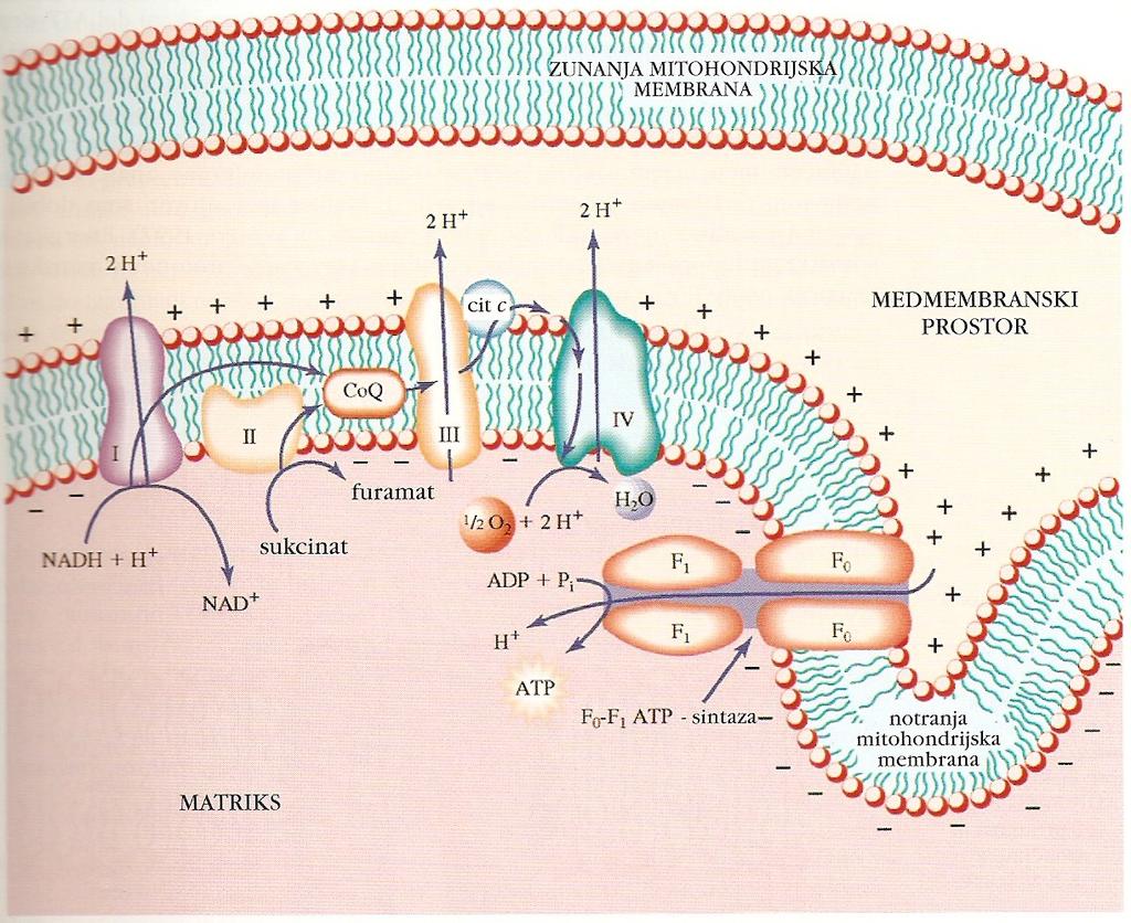 Kemiosmozna sklopitev Protonski gradient: ph v medmembran skem prostoru za 1,4