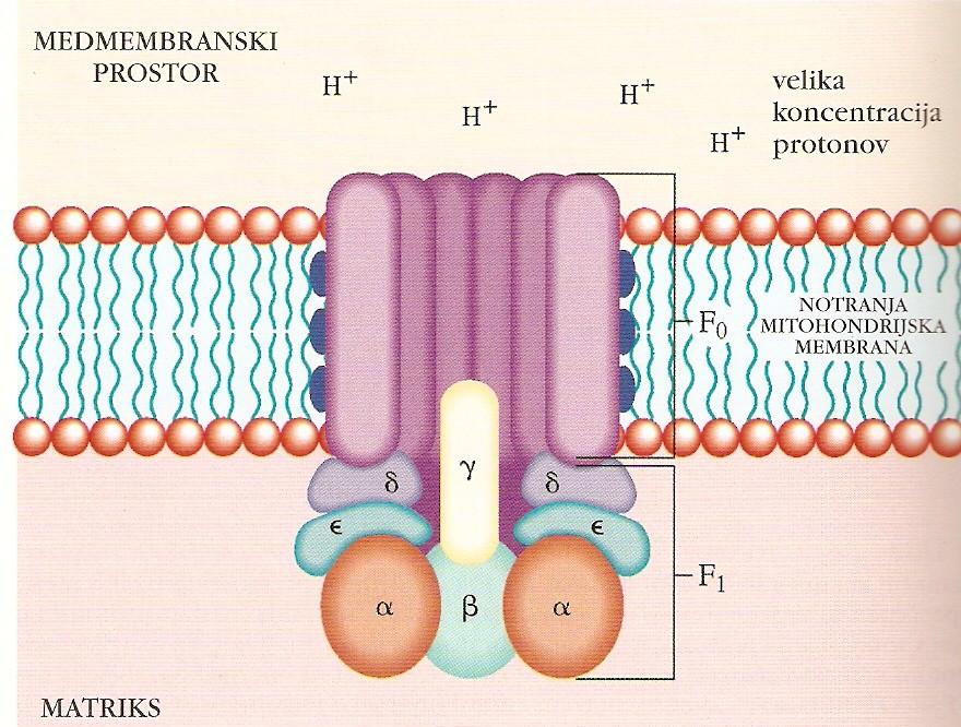 ATP-sintaza: encim za sintezo ATP Štrli iz notranje mitohondrijske membrane; 2 osnovni enoti: F0 in F1 F0: