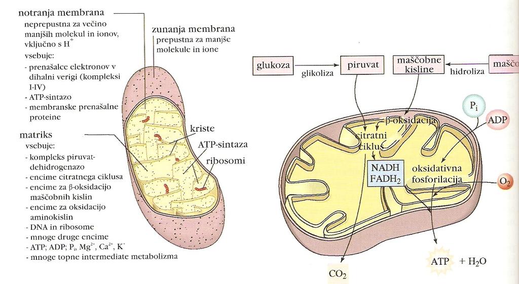 Aerobni