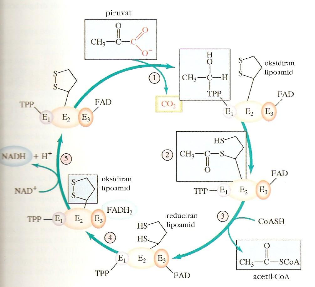 Kompleks piruvatdehidrogenaza v mitohondrijih, oksidacija piruvata 3 encimi + 5 koencimov piruvat dehidrogenaza = E1 (+