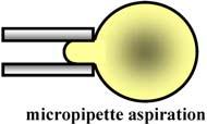 4 SKLEP (a) (b) (c) Slika 8: Aspiracijska metoda uporablja sesalni tlak za pridobivanje podatkov (a). Mehanske lastnosti celice lahko opazujemo tudi pri obtekanju celice z viskozno tekočino (b).
