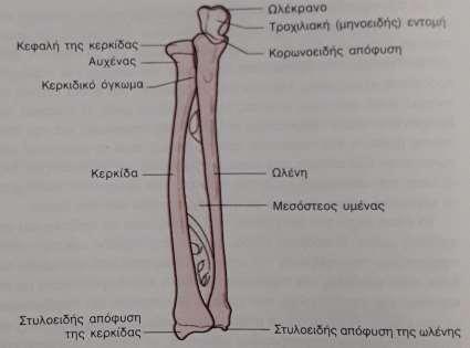 Τα οστά του αντιβραχίου Η κερκίδα είναι στην έξω πλευρά του αντιβραχίου. Το άνω άκρο της, αρθρώνεται με μια δισκοειδή κεφαλή με τον κόνδυλο του βραχίονα και με την ωλένη.