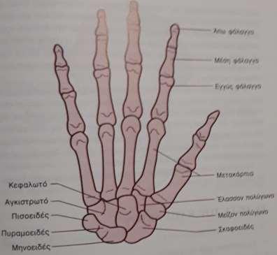Τα οστά της άκρας χειρός Τα οστά του καρπού είναι τοποθετημένα σε δύο σειρές. Είναι τα εξής: στην πρώτη σειρά το σκαφοειδές, το μηνοειδές, το πυραμοειδές και το πισοειδές οστό.