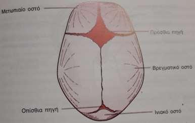 Θα πρέπει να αναφερθεί ότι, στο νεογνό, στα σημεία σύνδεσης των βρεγματικών οστών με τα γειτονικά τους υπάρχουν μη οστεοποιημένες μεμβρανώδεις περιοχές, που ονομάζονται πηγές.