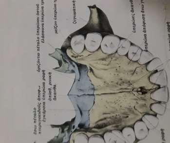 Τα υπερώια οστά σχηματίζουν τμήμα της σκληρής υπερώας.