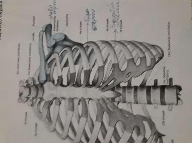 ΤΑ ΟΣΤΑ ΤΟΥ ΚΟΡΜΟΥ Είναι: 1) το στέρνο, 2) οι πλευρές και 3) η σπονδυλική στήλη.