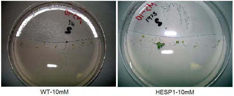 Arabidopsis thaliana