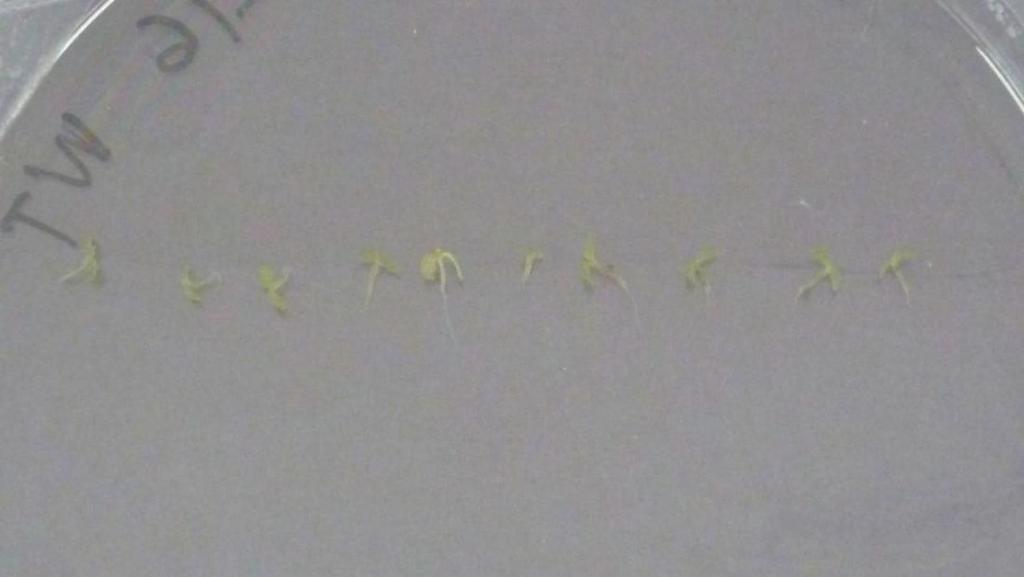 (Α) (Β) Εικόνα 4-5.