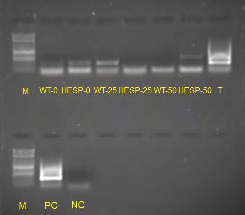 Μετά την προσπάθεια απομάκρυνσης του DNA, έγινε έλεγχος της απομάκρυνσης του DNA με PCR.