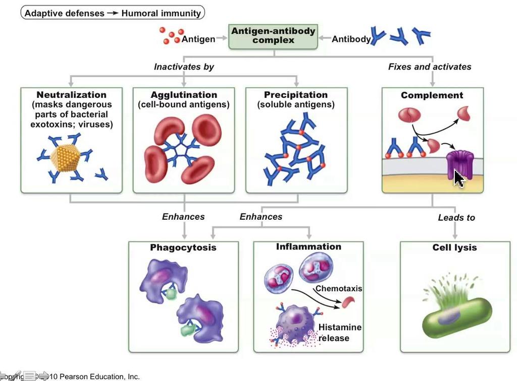 Βιολογική δράση των Αντισωμάτων Σύνδεση Αντιγόνου-Αντισώματος Εξουδετέρωση Συγκόλληση Καθίζηση Συμπλήρωμα Η σύνδεση αντισώματος-αντιγόνου Α.