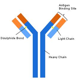 Η μοριακή δομή των ανοσοσφαιρινών Κοινή δομική μονάδα 2 ελαφρές αλυσίδες (light chains, L) 2 βαριές αλυσίδες (heavy chains,