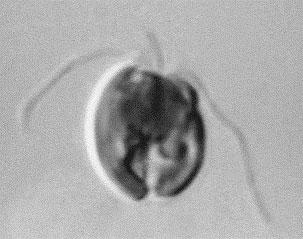polisaharida (lahko s CaCO 3 ) bičku sorodna haptonema, pirenoid monadni (do trihalni), biciliatni, ± izokontni, ±morski nanoplanktonti, 500