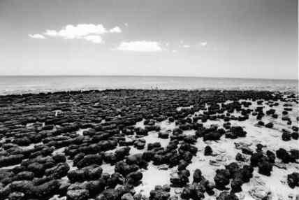 Prokaryota: Cyanophyta izvor stromatoliti prvi fotoavtotrofi