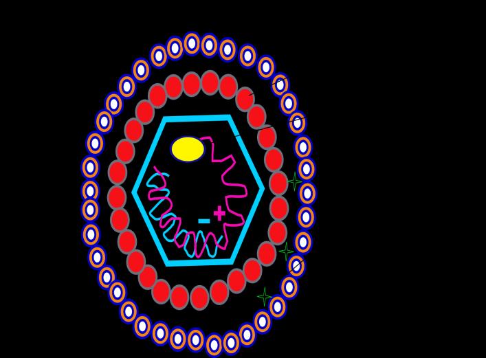 Слика 1. Градба на ХБВ Figure 1. Structure of Hepatitis-B virus Двата S и C гени имаат спротиводен регион познат како pres (1+2) и pres наизменично.